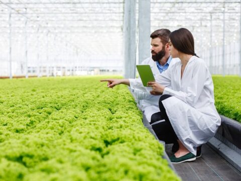 AGROALIMENTARIA