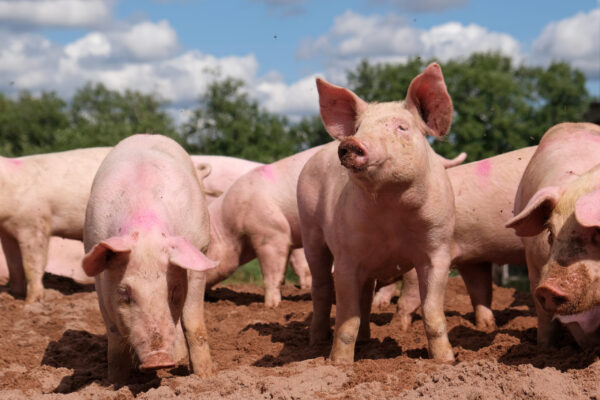 Pig_farm_Vampula_9