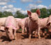 Pig_farm_Vampula_9