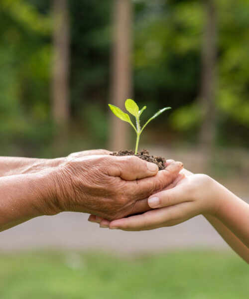 A small tree growing with soil forwarded or delivered between the hands of the elderly and children with the green forest background. Showed the care for the environment with sustainable development.